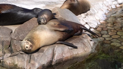 A baby California sea lion rubbing against its mother