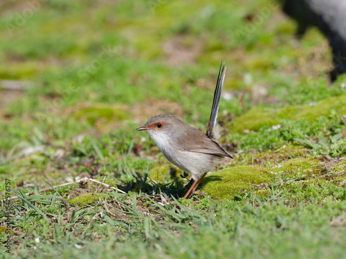 Juvenile Superb Fairywren (Malurus cyaneus) standing on green grass lawn.