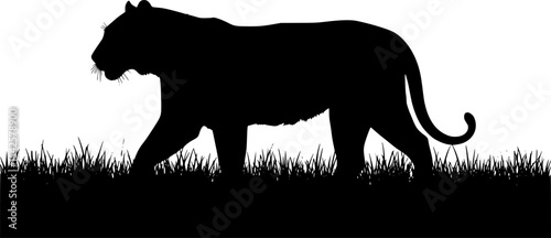 Tiger Silhouette Walking
