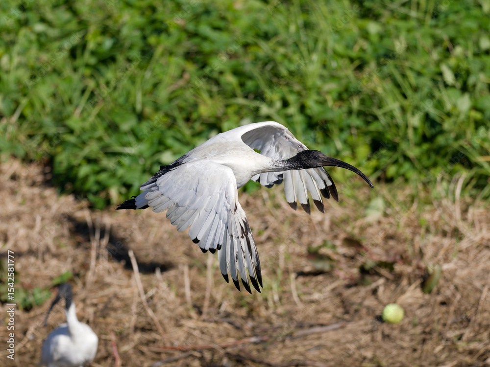 Fototapeta premium Australian White Ibis (Threskiornis molucca) flying over a wetland marsh