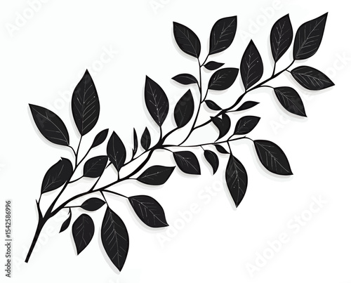 Elegant black leaf branch against a white background, showcasing delicate details.