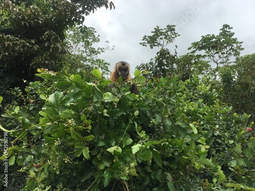 capuchin monkey perched on a tree branch