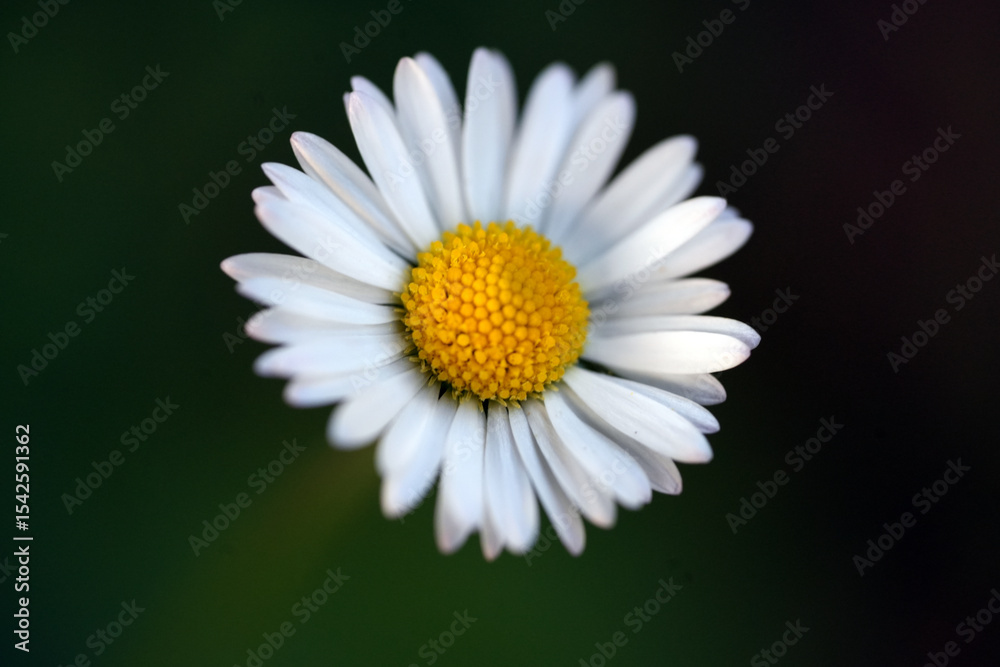 Obraz premium daisy flower closeup