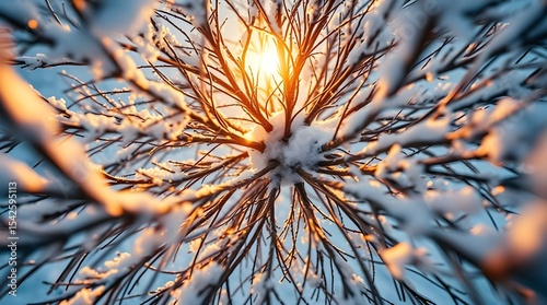 Extreme macro close-up of a circular winter treetop detail in a snowy landscape, warm golden glow, radiant lighting, sharp focus on fine textures, luxurious feel