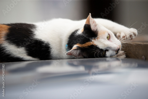 Cute cat sleeping on a car roof.