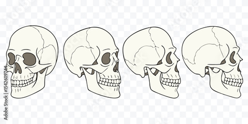 Human Skull Illustrations in Multiple Angles – Anatomical and Artistic Views