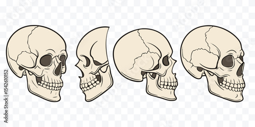 Human Skull Illustrations from Multiple Angles — Anatomical and Artistic Study