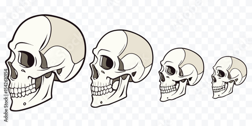 Human Skull Illustrations from Multiple Angles — Anatomical and Artistic Study