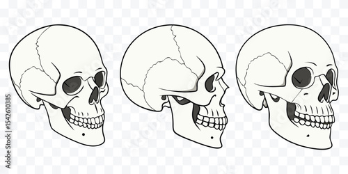 Human Skull Illustrations from Multiple Angles — Anatomical and Artistic Study