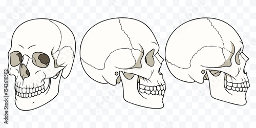 Human Skull Illustrations from Multiple Angles – Anatomical Study
