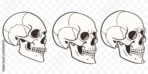 Human Skull Illustrations from Multiple Angles – Anatomical Study