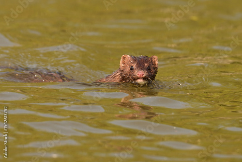 A North American Mink swimming along a river