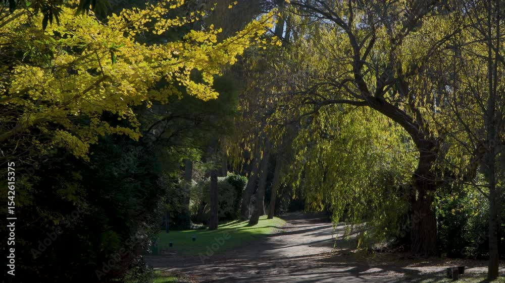 Otoño en el bosque de Carilo