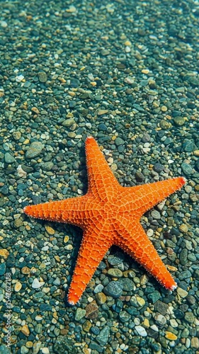 Vibrant Orange Starfish on Rocky Seafloor Under Clear Water