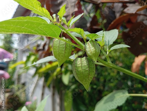 Close-Up of Ciplukan Fruit (Physalis angulata) Growing on Green Stems with Veined Leaves in a Backyard Garden