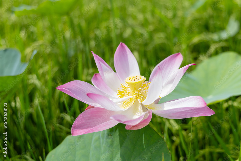 Fototapeta premium Delicate Pink Lotus Blossom in a Lush Green Field