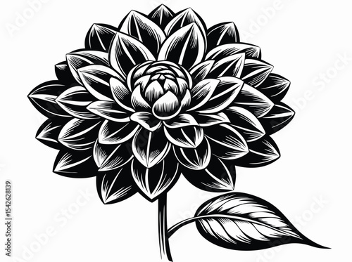 Black and white dahlia flower illustration