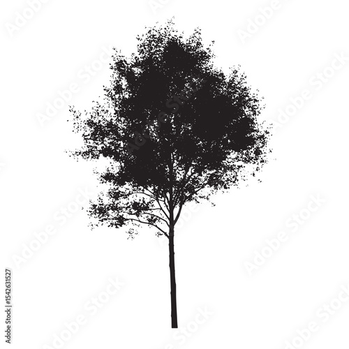 Aspen Tree Contour Silhouette Isolated