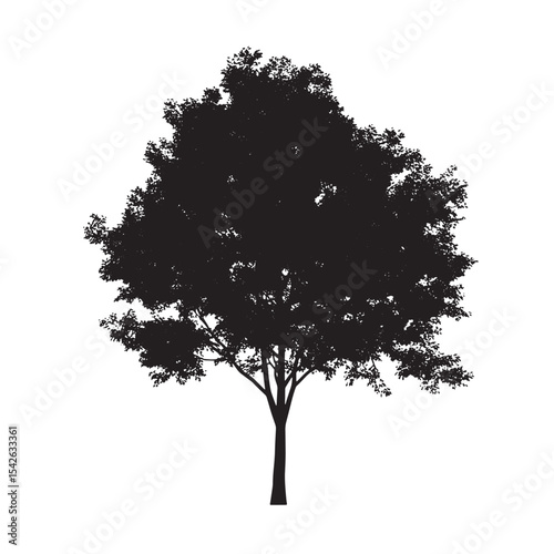 Aspen Tree in Silhouette Style on White