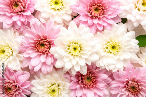 Beautiful chrysanthemum flowers top view. bright image; botanical and floral wallpaper