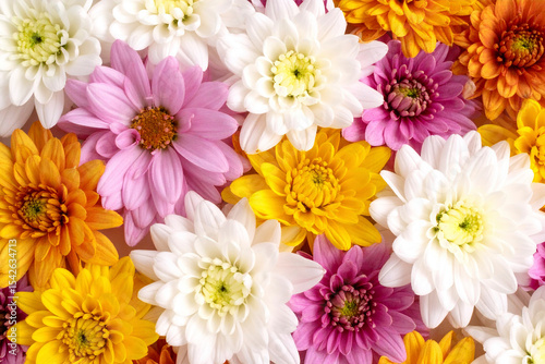 Beautiful chrysanthemum flowers top view. bright image; botanical and floral wallpaper