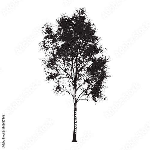 Aspen Tree Silhouette Drawing Isolated on White