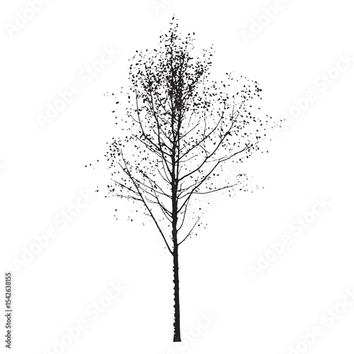Aspen Tree Silhouette Drawing on White