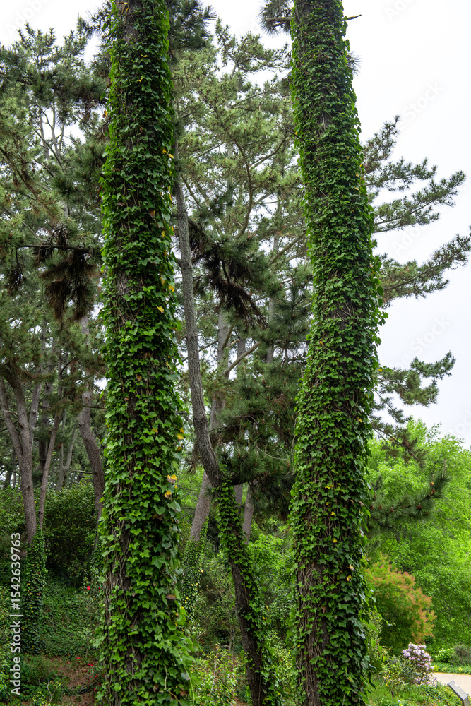 Obraz premium The beautiful green forest in the garden.