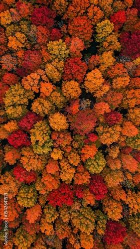Vibrant Autumn Forest Colors: Aerial View of Red and Orange Foliage in Fall Season