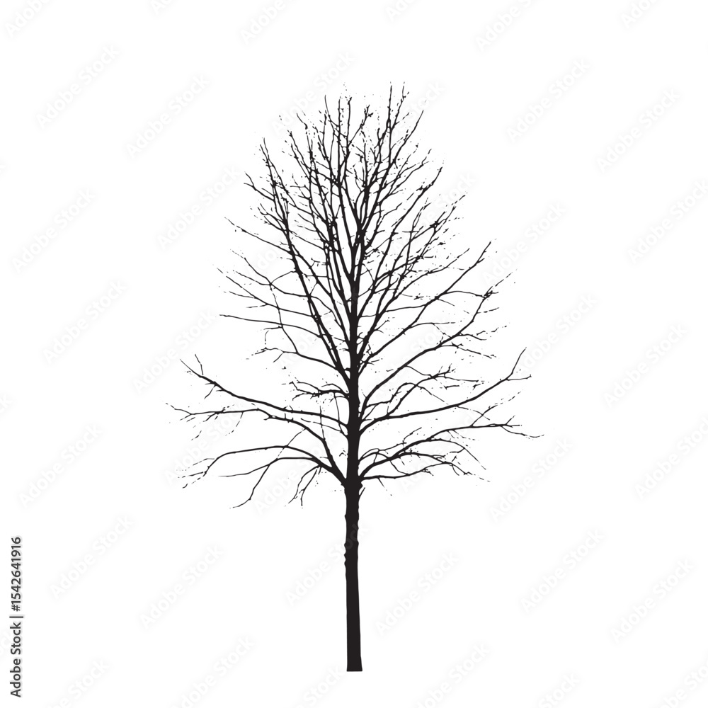 Obraz premium Aspen Tree Silhouette on Clean White Background