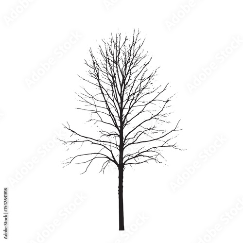 Aspen Tree Silhouette on Clean White Background