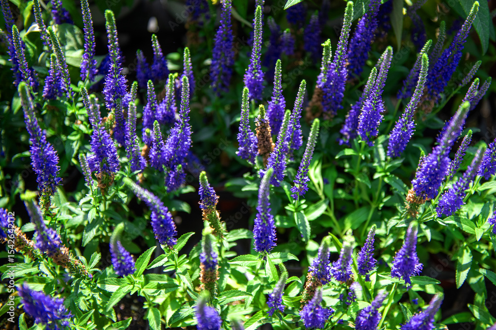 Fototapeta premium The beautiful flower in the spring garden,close up.