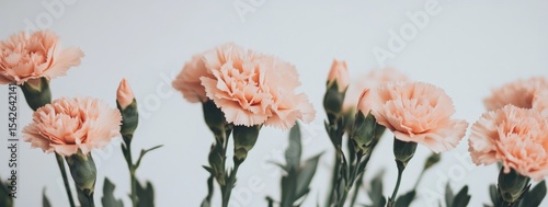 Delicate blush carnations in soft light