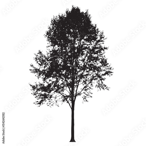 Aspen Tree Silhouette with Narrow Trunk
