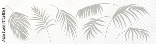 Set of realistic palm leaf shadow isolated on transparent background. Gray blurred shadows of tropical leaves. Design elements for summer banner, flyer, poster, party invitation. Vector illustration