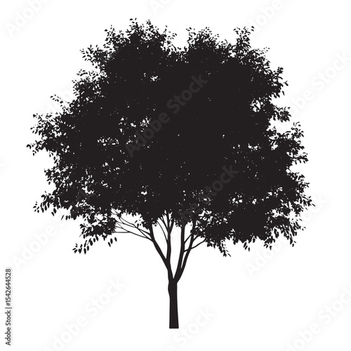 Botanical Silhouette of Aspen Tree