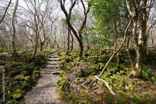 fine path through old wild forest
