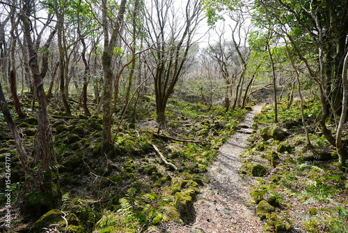 fine path through old wild forest
