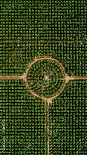 Aerial View of Symmetrical Tree Plantation with Circular Clearing and Pathways