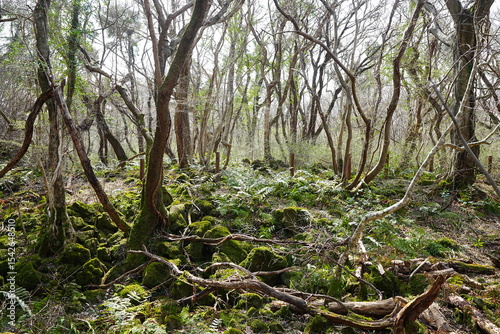 mossy rocks and old trees in the spring sunlight