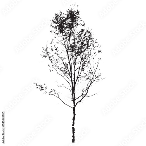 Detailed Aspen Tree Silhouette Vector Drawing