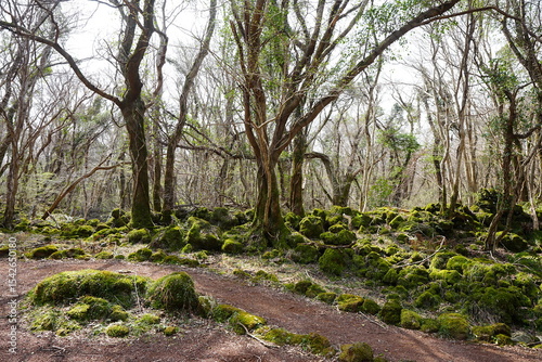 fine spring path through mossy rocks and old trees