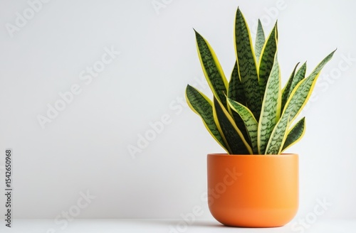 Snake plant in orange pot against white background
