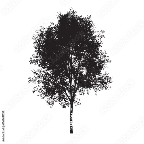 Elegant Forest Aspen Tree Silhouette Isolated