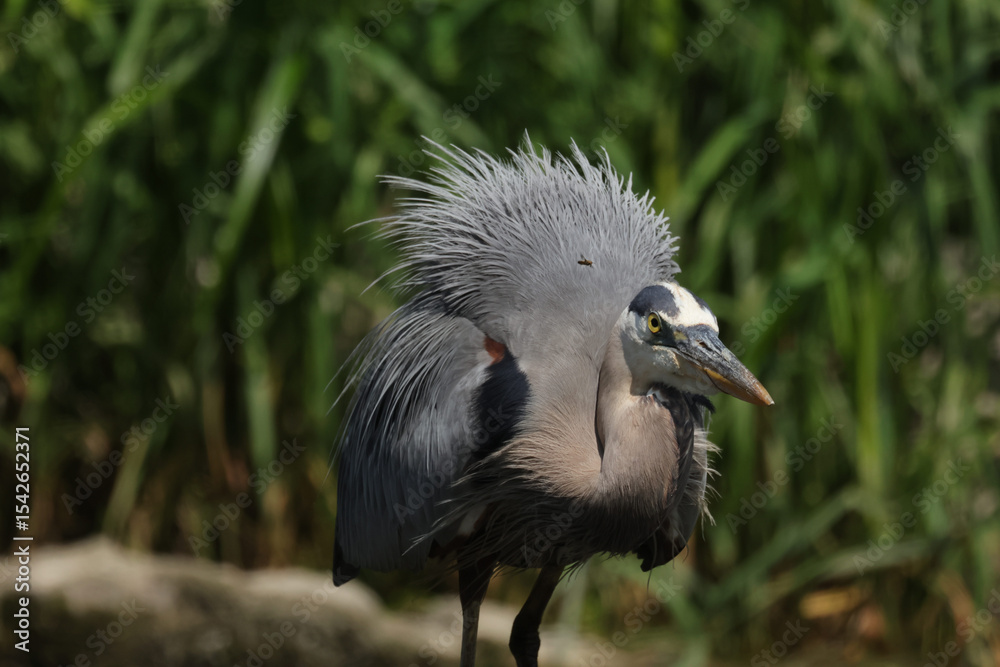 Fototapeta premium great blue heron