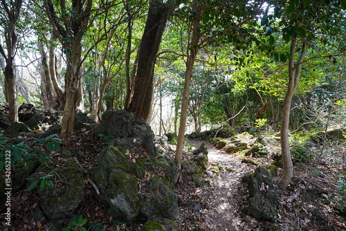 fine path through old wild forest
