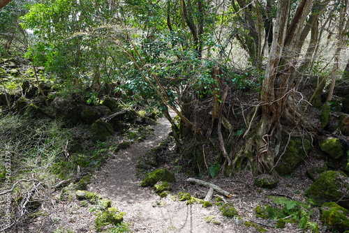 fine path through old wild forest
