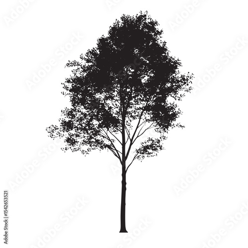 Fine Line Aspen Tree Silhouette Isolated