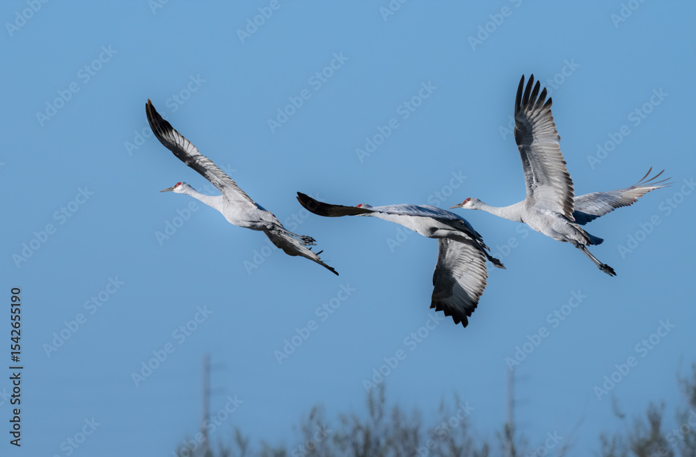 Obraz premium The family of sandhill cranes in flight, Galveston, Texas, USA