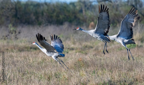 Three sandhill cranes (Antigone canadensis) with grey bodies and red crowns, captured in mid-flight over a grassy field. Their wings are spread wide, revealing dark primary feathers. 
